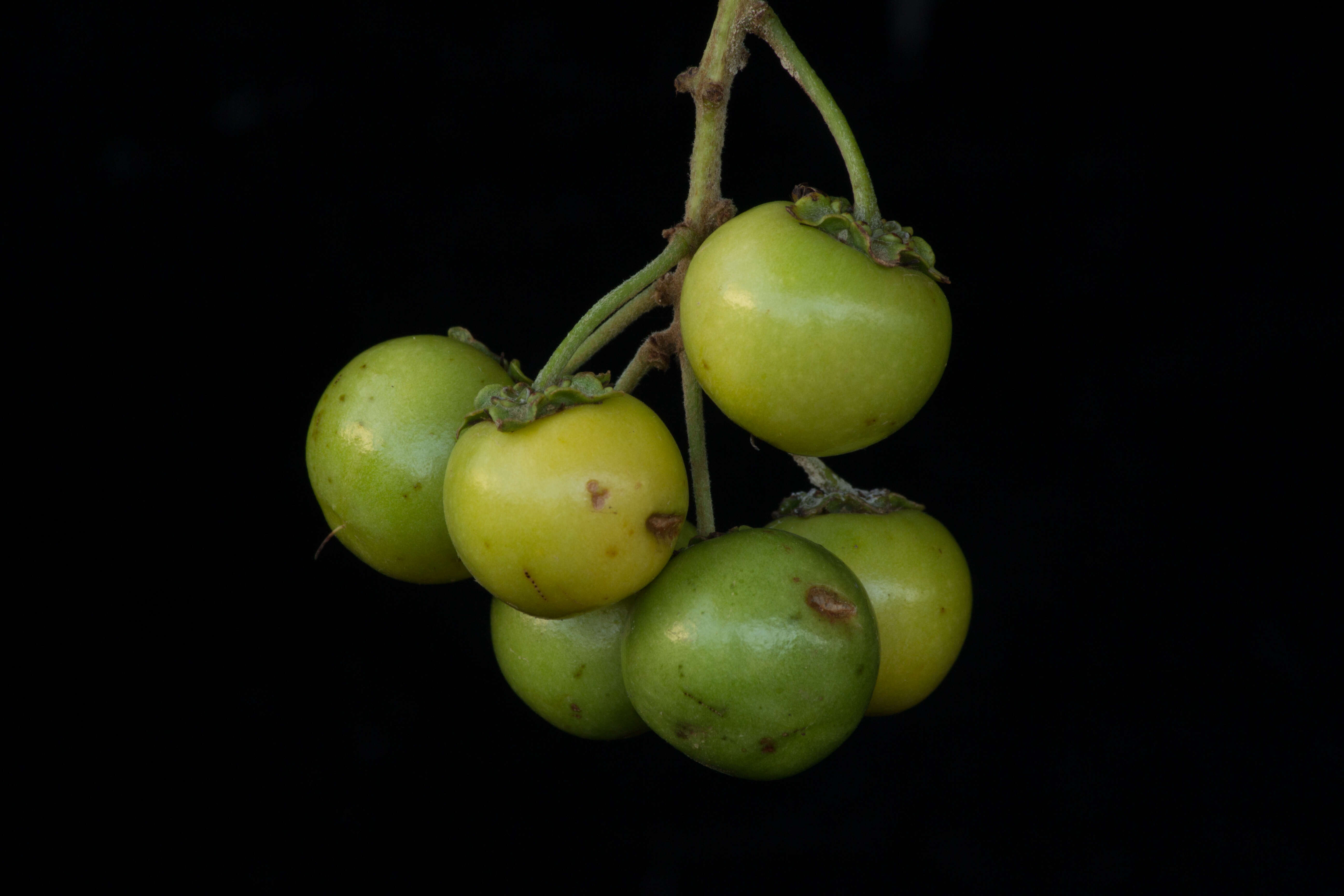 Byrsonima crassifolia (L.) Kunth resmi