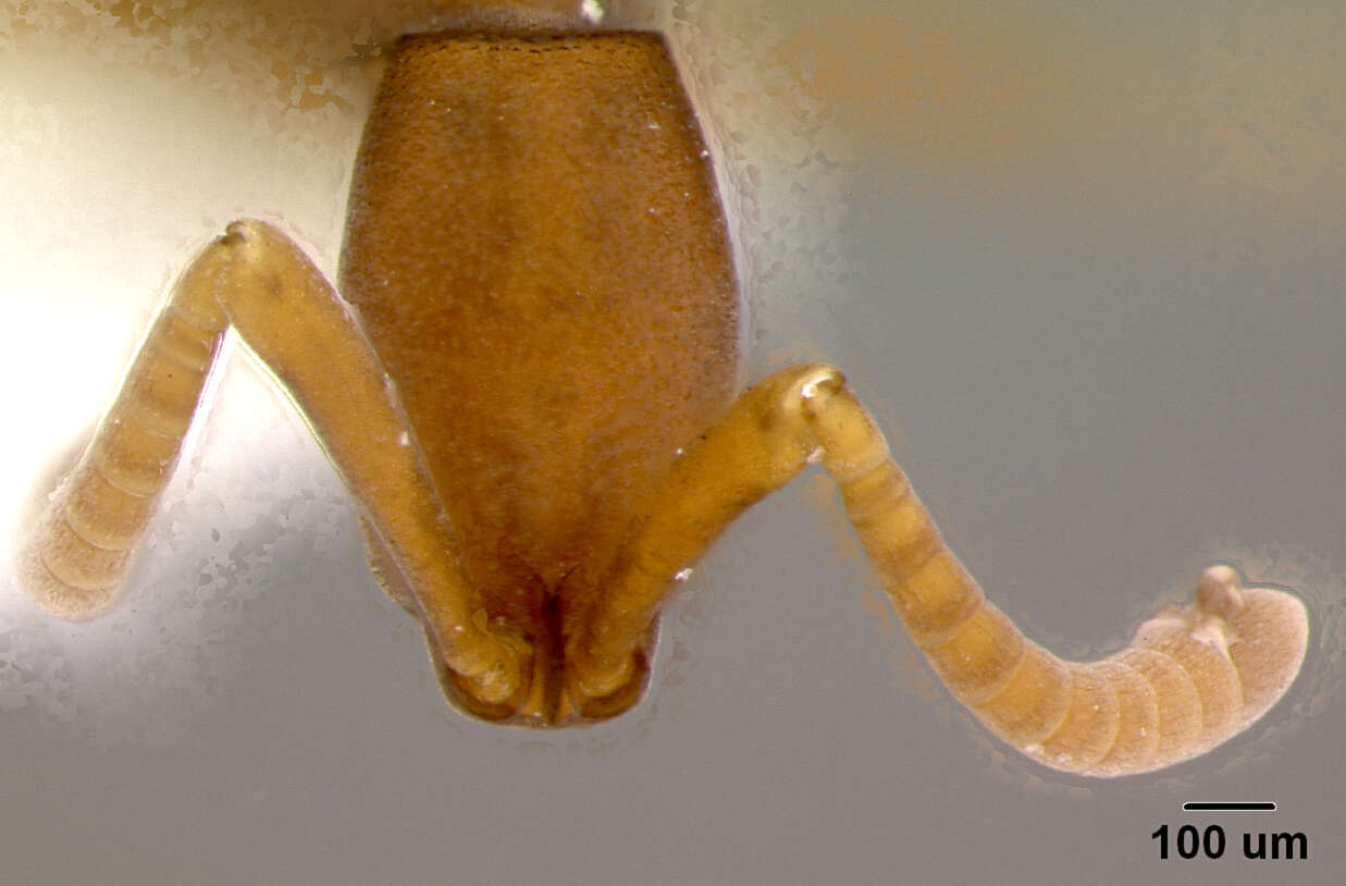 Image of Probolomyrmex angusticeps M. R. Smith