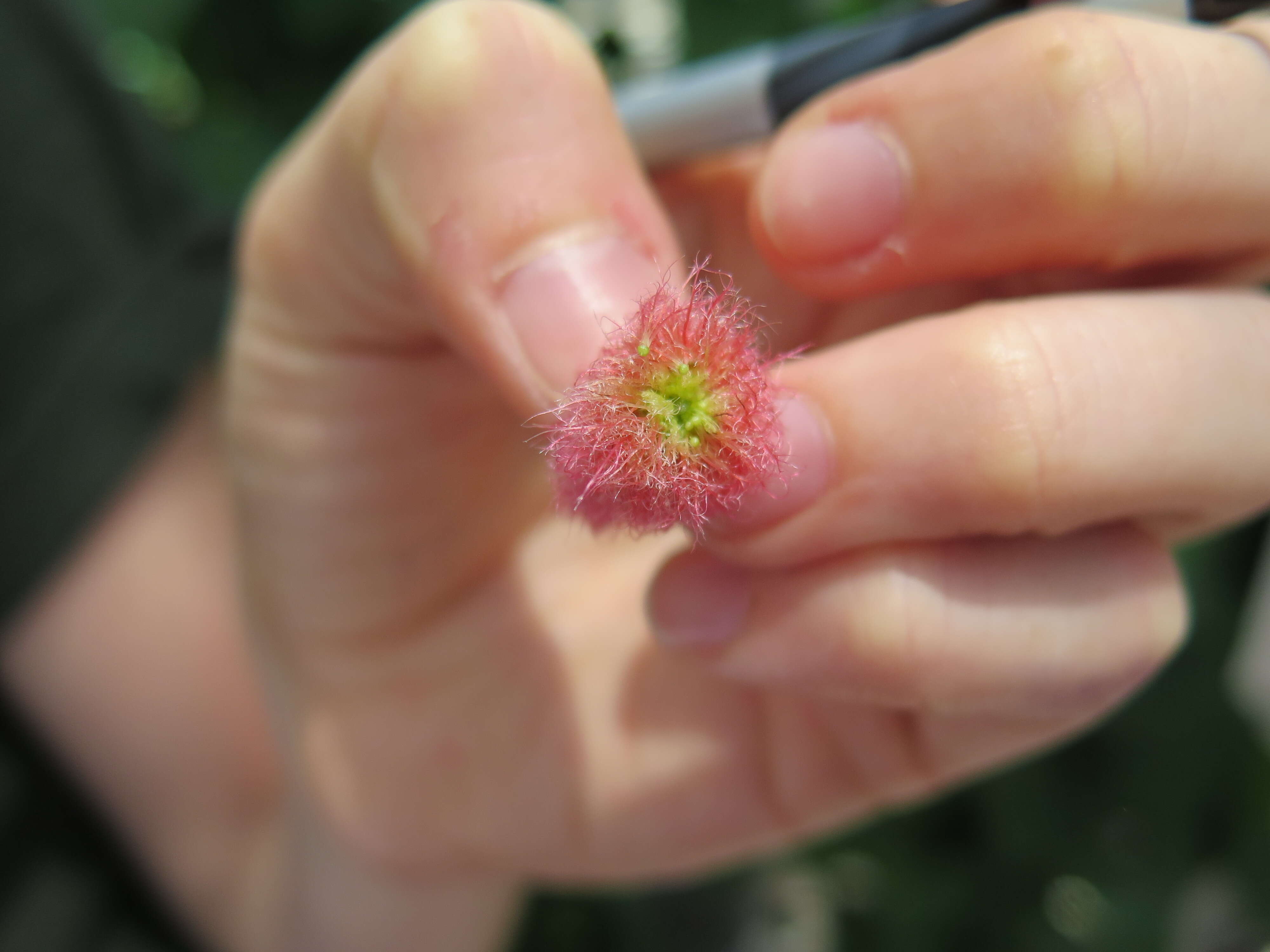 Image of Acalypha pendula C. Wright ex Griseb.