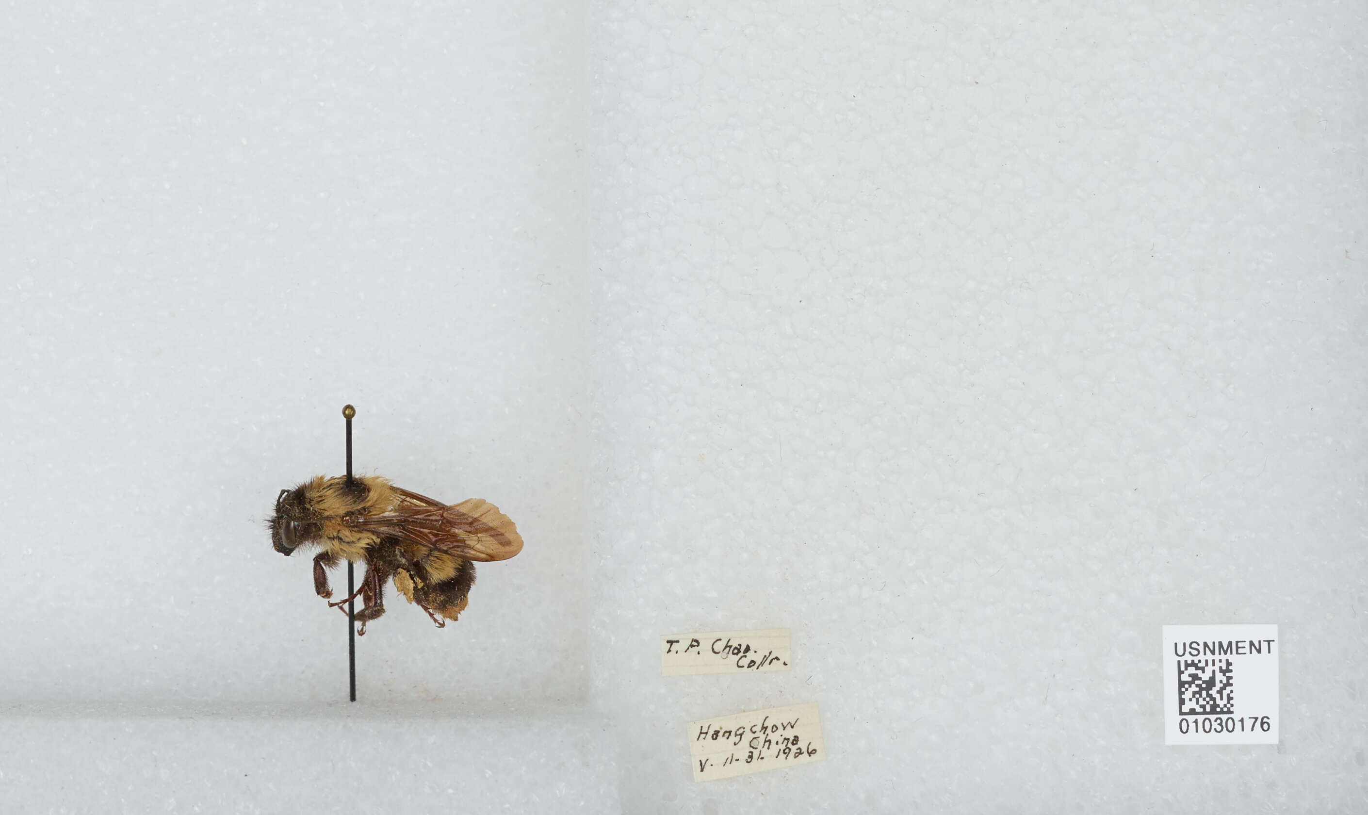 Image of Bombus trifasciatus Smith 1852