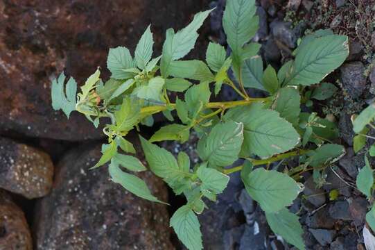 Image of ragleaf