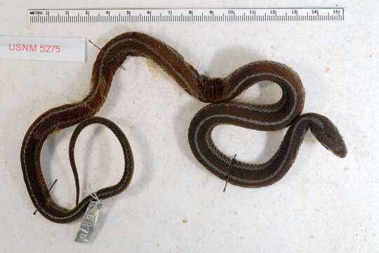 Image of Thamnophis sirtalis pickeringii (Baird & Girard 1853)