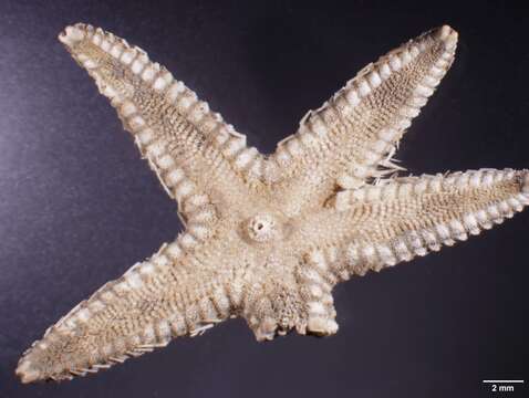 Image of Astropecten Gray 1840