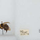 Image of Indiscriminate Cuckoo Bumble Bee