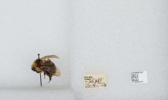 Image de Bombus insularis (Smith 1861)