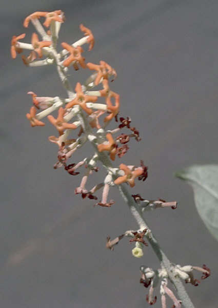 Image of smokebush