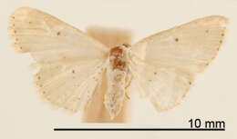 Image of Scopula laresaria Schaus 1940