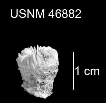 Trochocyathus (Trochocyathus) fossulus Cairns 1979的圖片