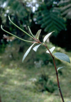 Image of thickleaf peperomia