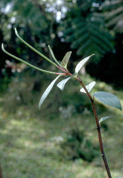 Image of thickleaf peperomia