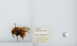 Image de Bombus dahlbomii Guérin-Méneville 1835