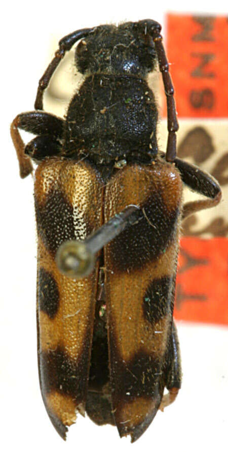 Image of Xestoleptura tibialis (Le Conte 1850)