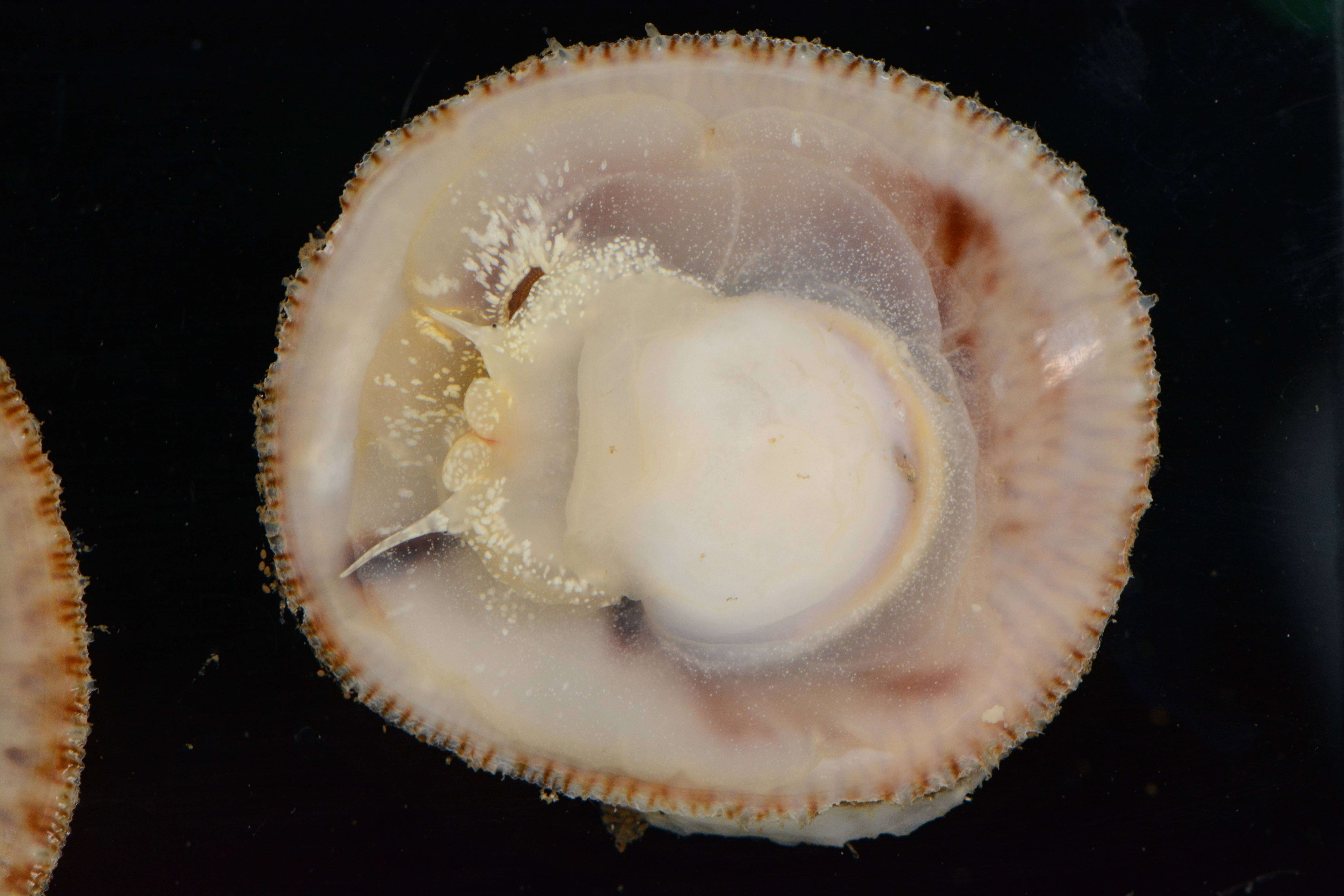 Image of Spiny cup and saucer shell