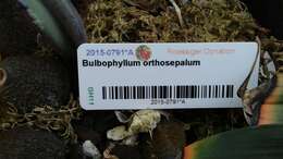 Image of Bulbophyllum orthosepalum J. J. Verm.