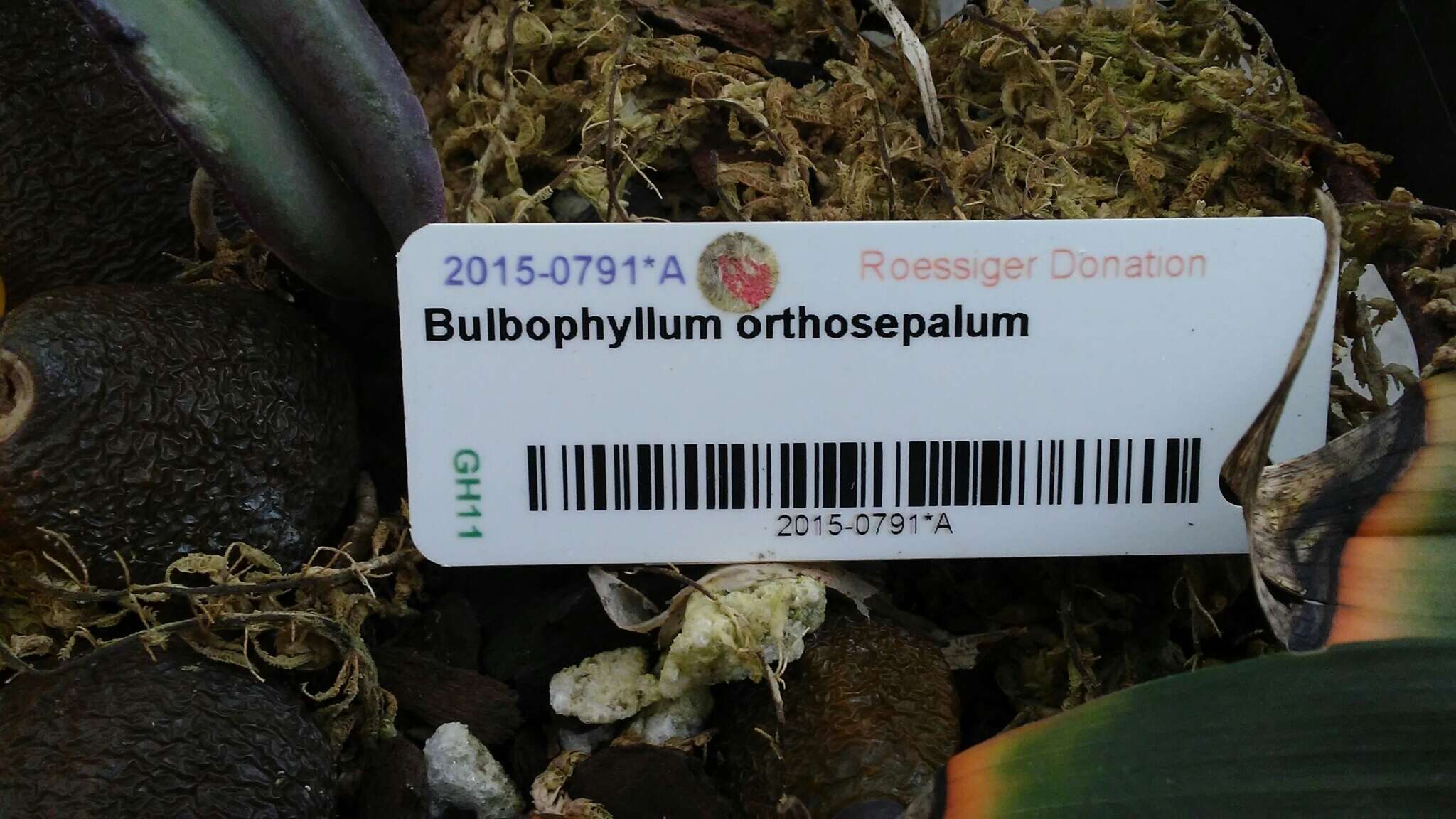 Imagem de Bulbophyllum orthosepalum J. J. Verm.