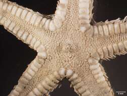 Image of Astropecten cingulatus Sladen 1883