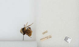 Imagem de Bombus appositus Cresson 1879