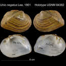 Image of Unio negatus I. Lea 1861