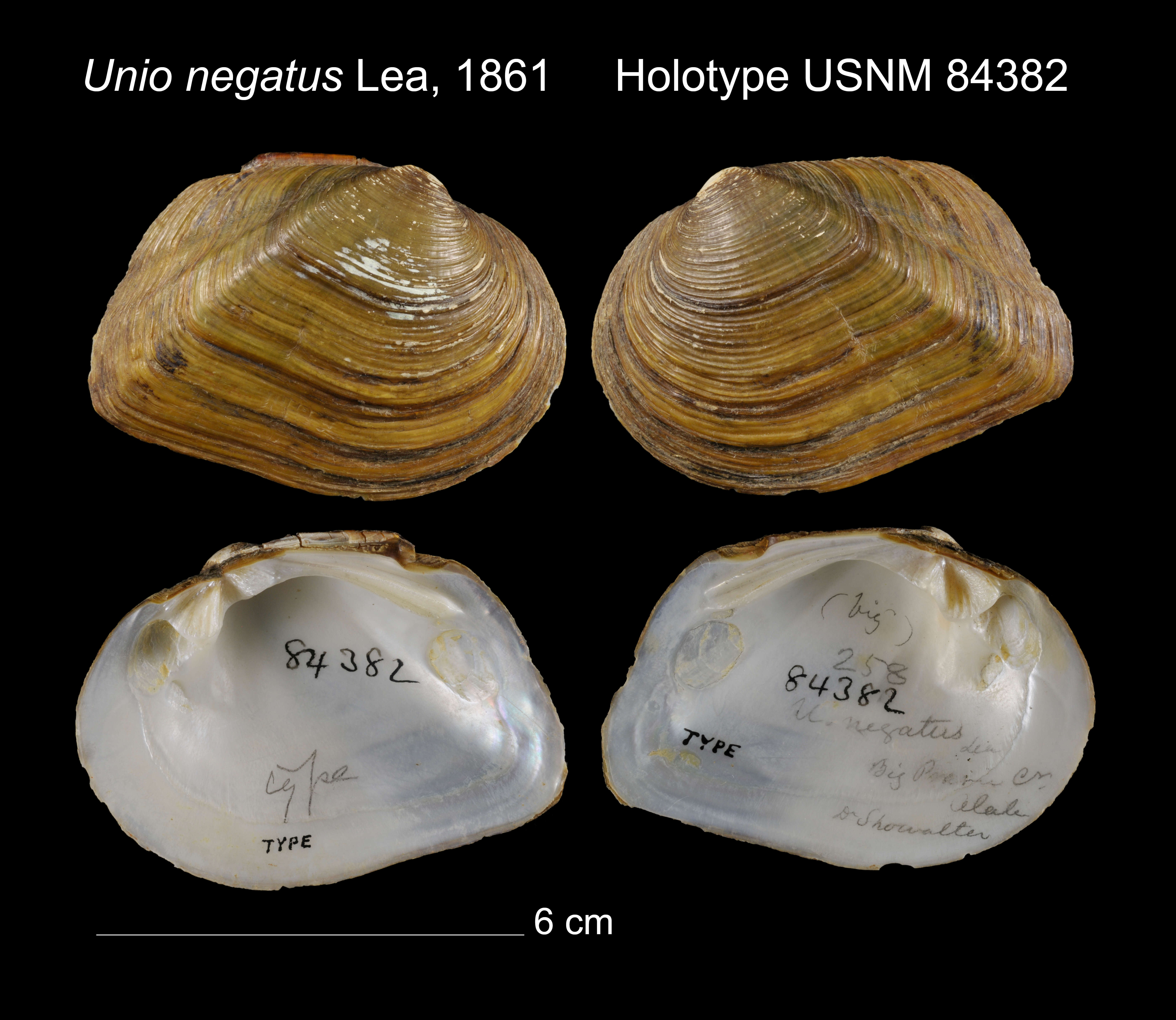 Image of Unio negatus I. Lea 1861