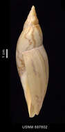 Sivun Adelomelon ancilla (Lightfoot 1786) kuva