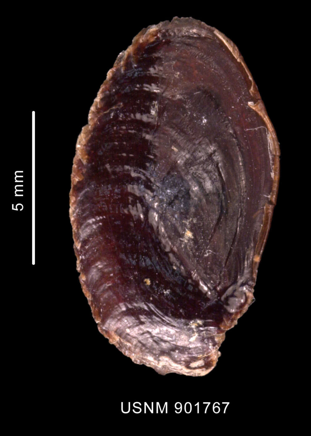 Sivun Enixotrophon macquariensis (Powell 1957) kuva