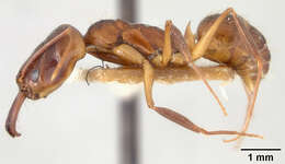 Image of Ant