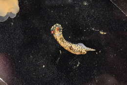 Image of Red gilled yellow spotted green slug