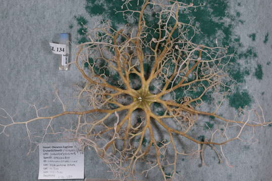 Imagem de Astrodendrum Döderlein 1911