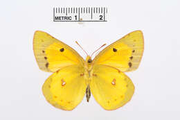 Image of Colias electo (Linnaeus 1763)