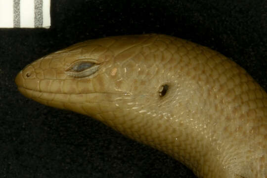 Image of Sri Lankan Supple Skink