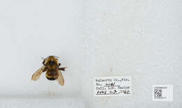 Image of Rusty patched bumble bee