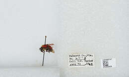 صورة Bombus bimaculatus Cresson 1864