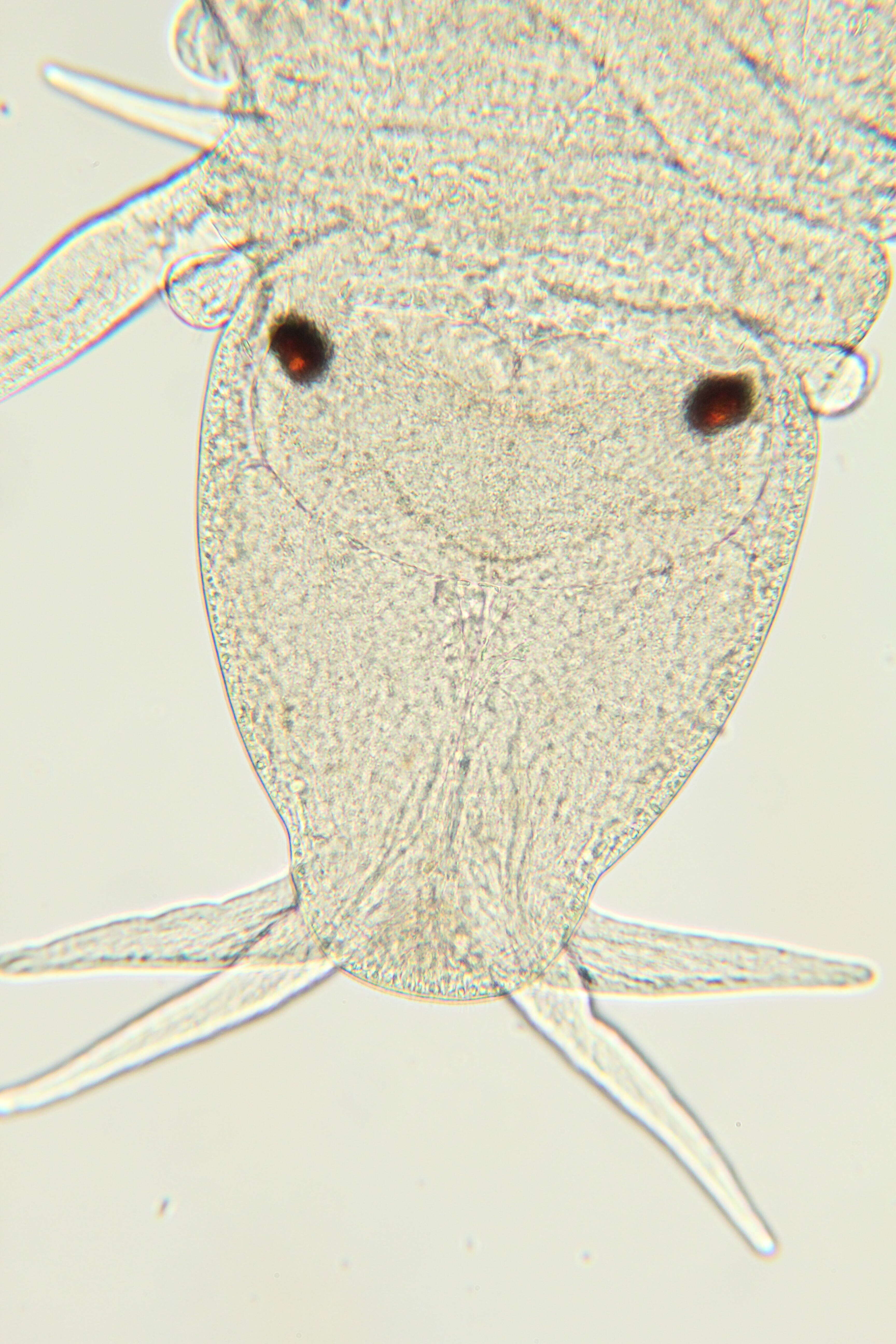 Image of Phyllodocidae