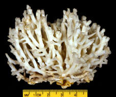 Image of Seriatopora caliendrum var. gracilis Dana 1846