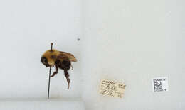 صورة Bombus bimaculatus Cresson 1864