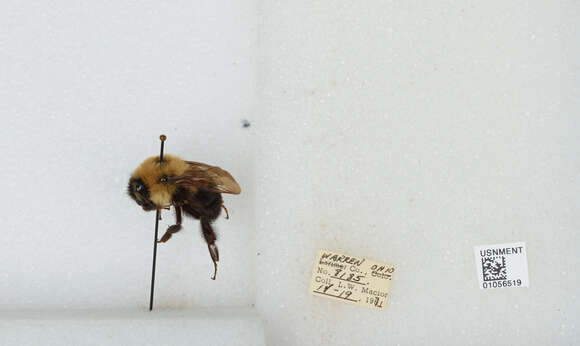 Image of Two-spotted Bumblebee