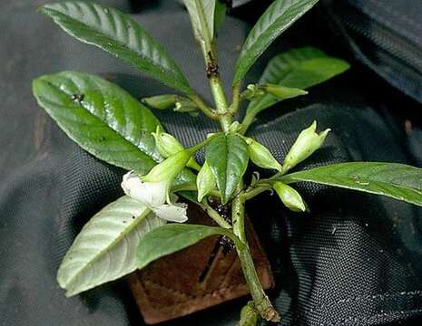 Image of Long-Leaf Cyrtandra