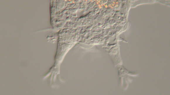 Mutaparadoxipus duodigifinis Gross, Miller & Hochberg 2014 resmi