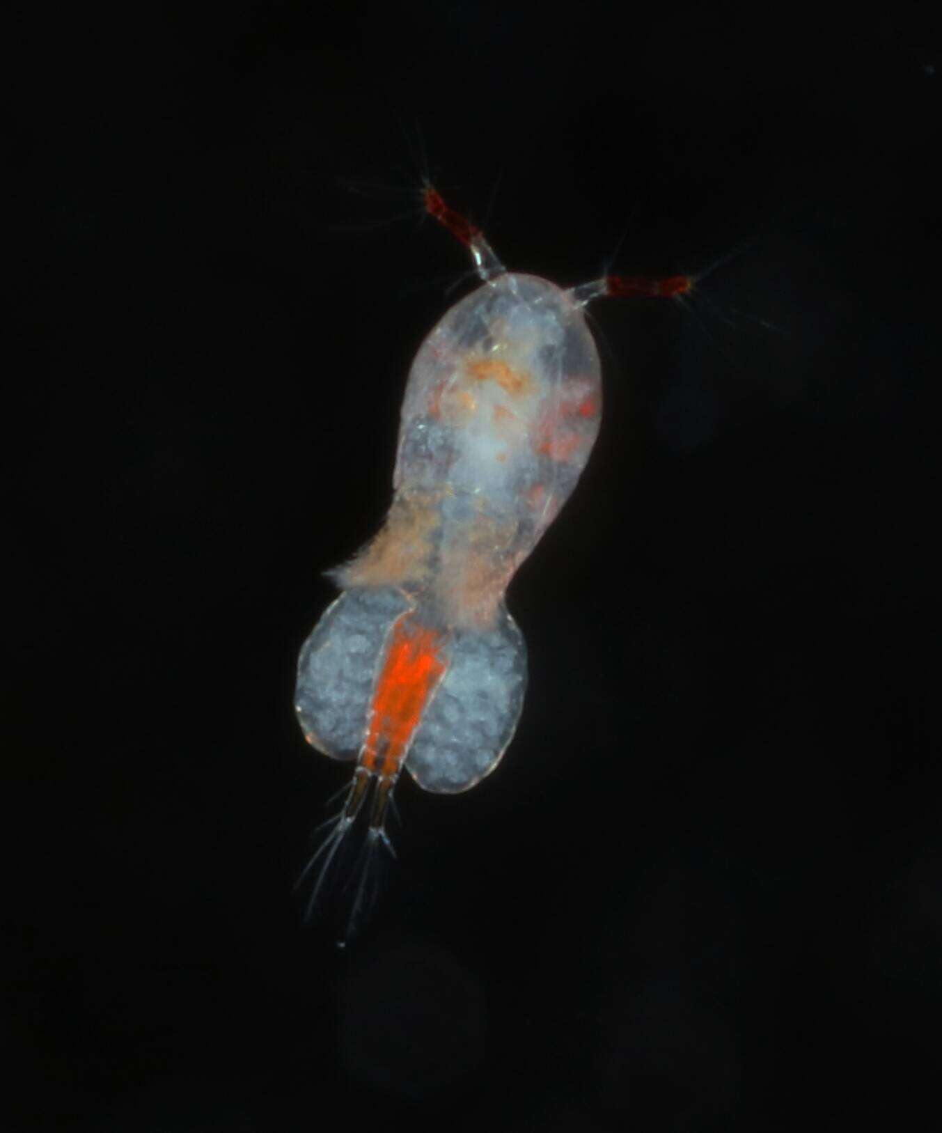 Image of Oncaeidae
