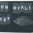 Image of Hyaline cardinalfish