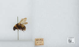 Image of Bombus diversus Smith 1869