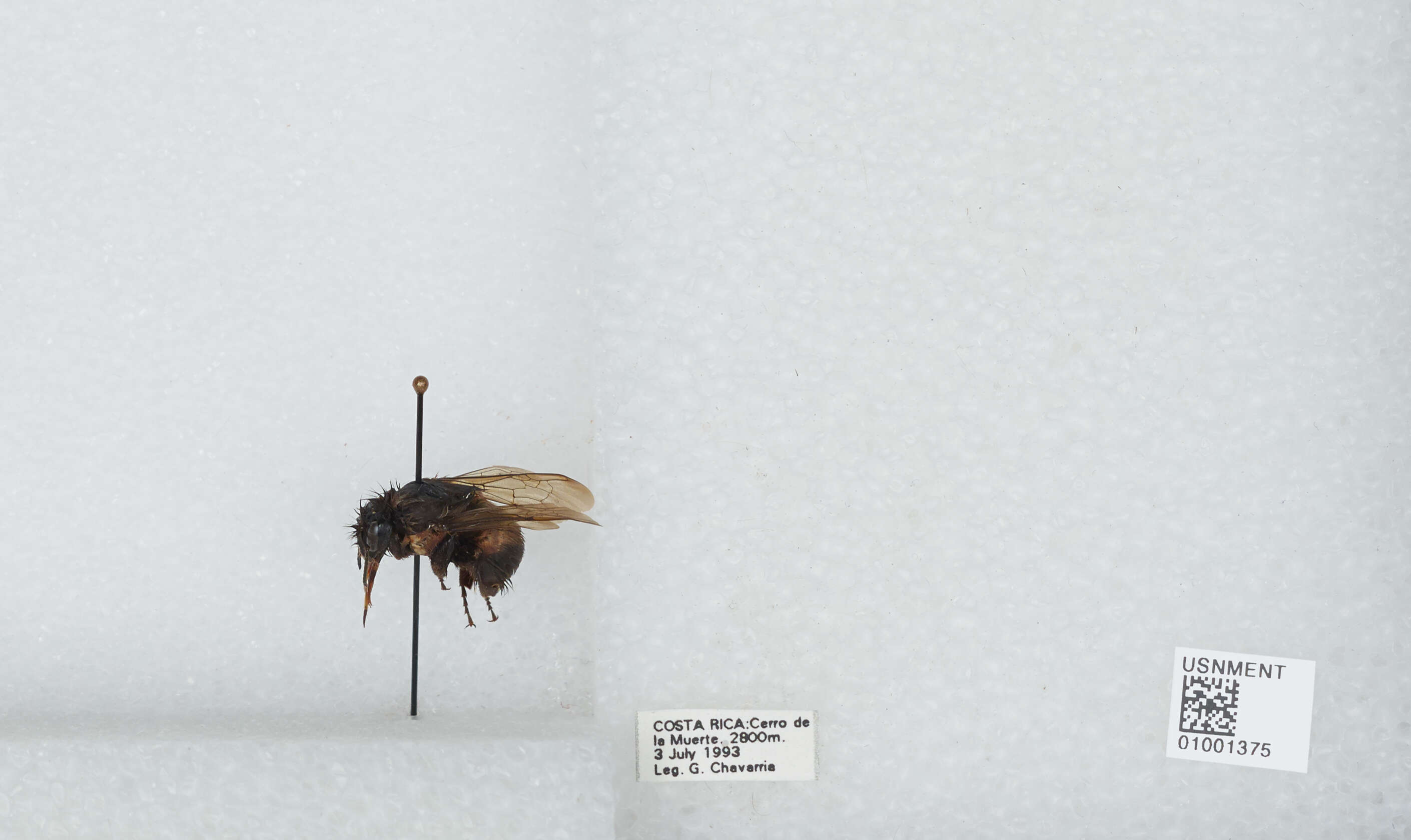 Bombus ephippiatus Say 1837 resmi