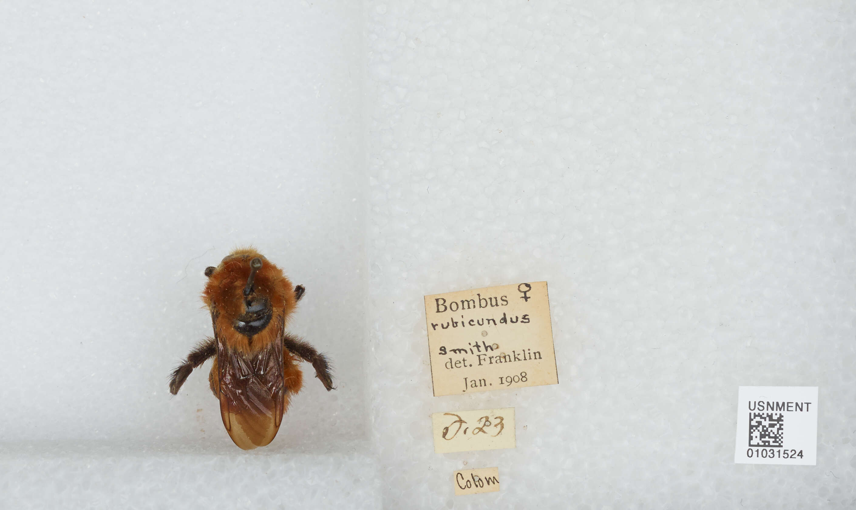 Sivun Bombus rubicundus Smith 1854 kuva