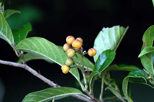 Image of Doliocarpus Rol.