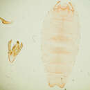 Image of Anacampsis psoraliella Barnes & Busck 1920