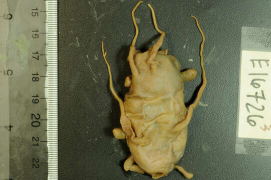 Image of Sea Pigs