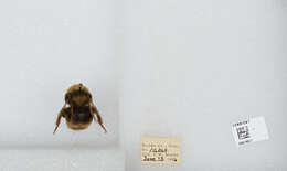 Слика од Bombus occidentalis Greene 1858