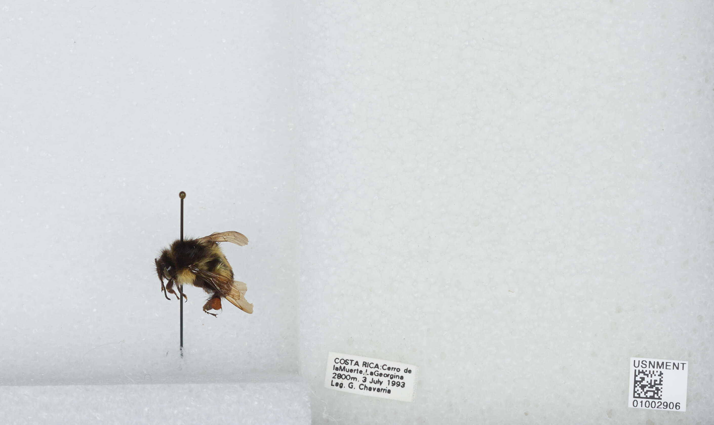 Image of Bombus ephippiatus Say 1837