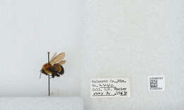 Image of Rusty patched bumble bee