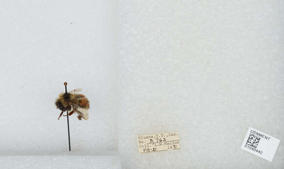 Image de Bombus sylvicola Kirby 1837